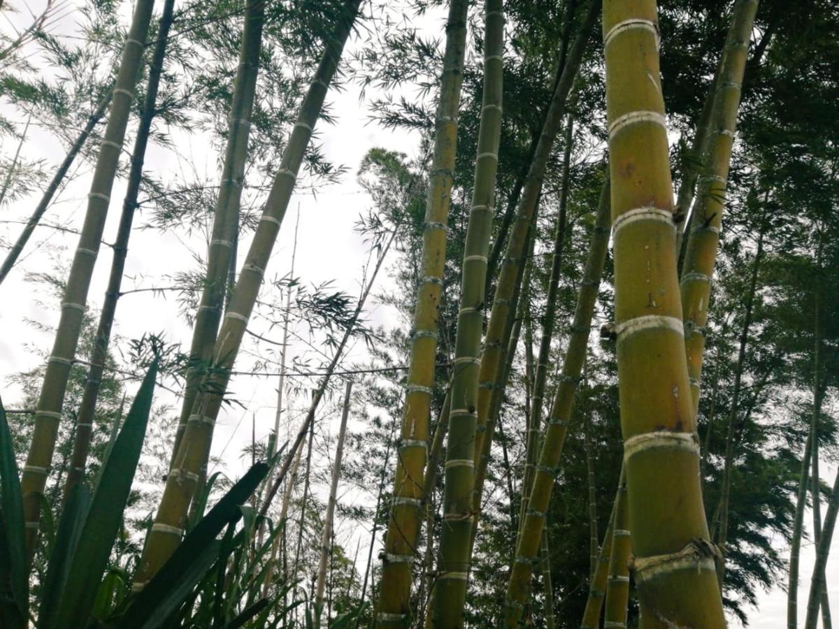 Vista Hermosa Eco Hostal Carmen de Viboral 외부 사진